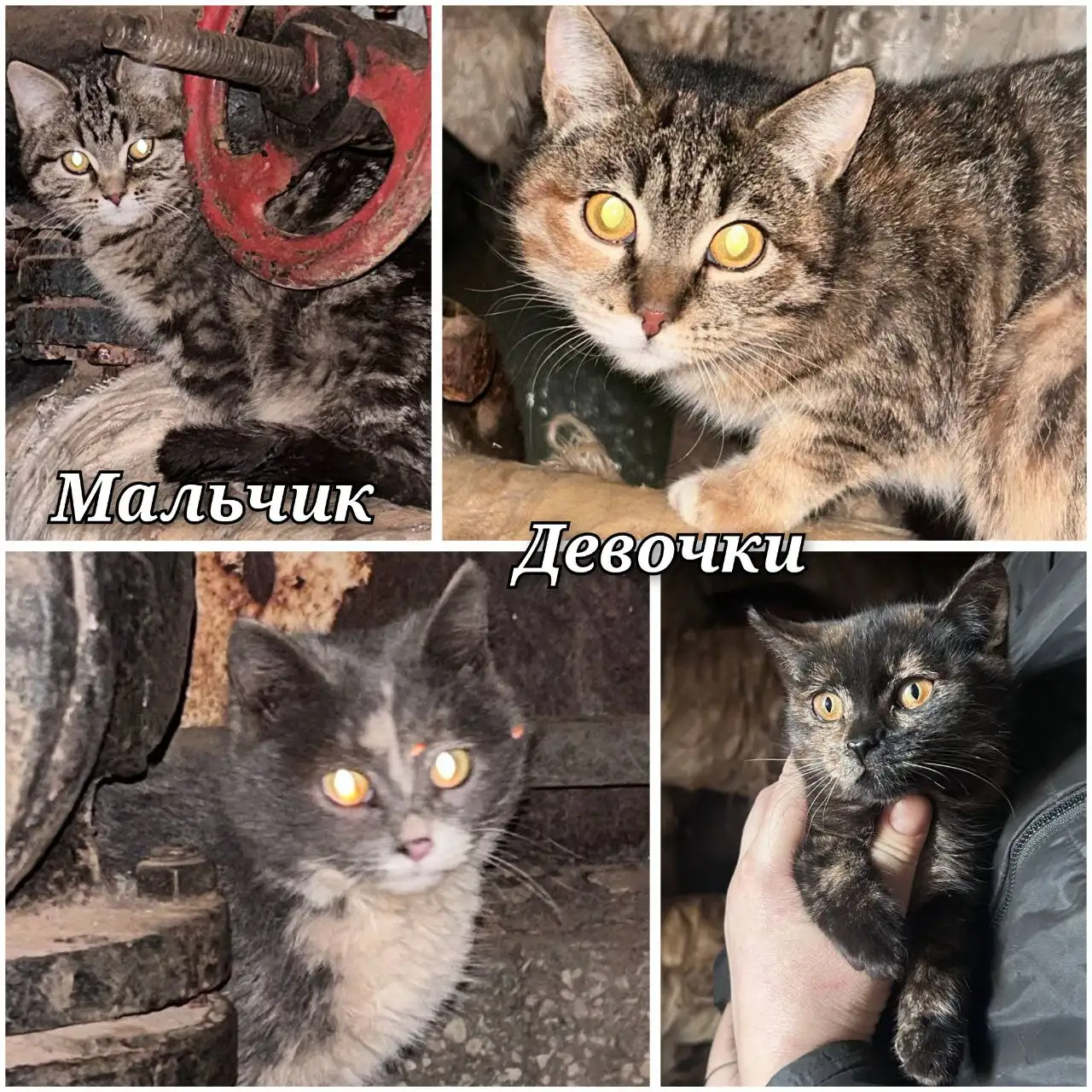 Спасение котят без детства - Кошки (Животные) в Чита