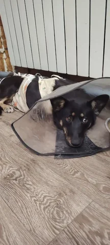 Стерилизованная собачка ищет дом - Животные в Чита