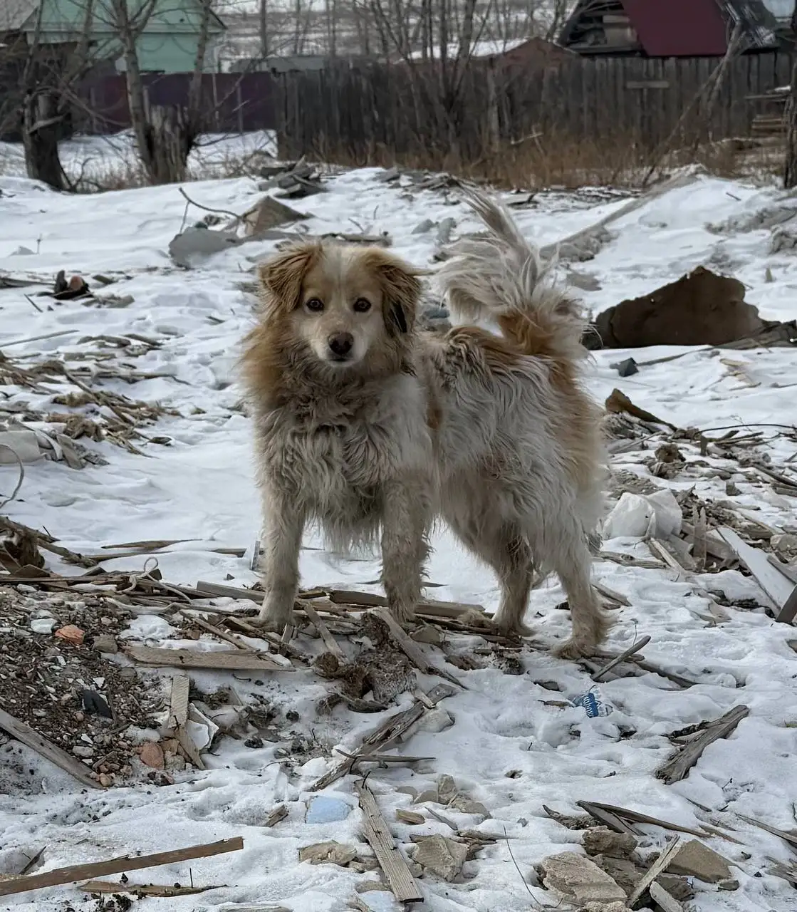 Собачка с биркой - Собаки (Животные) в Чита