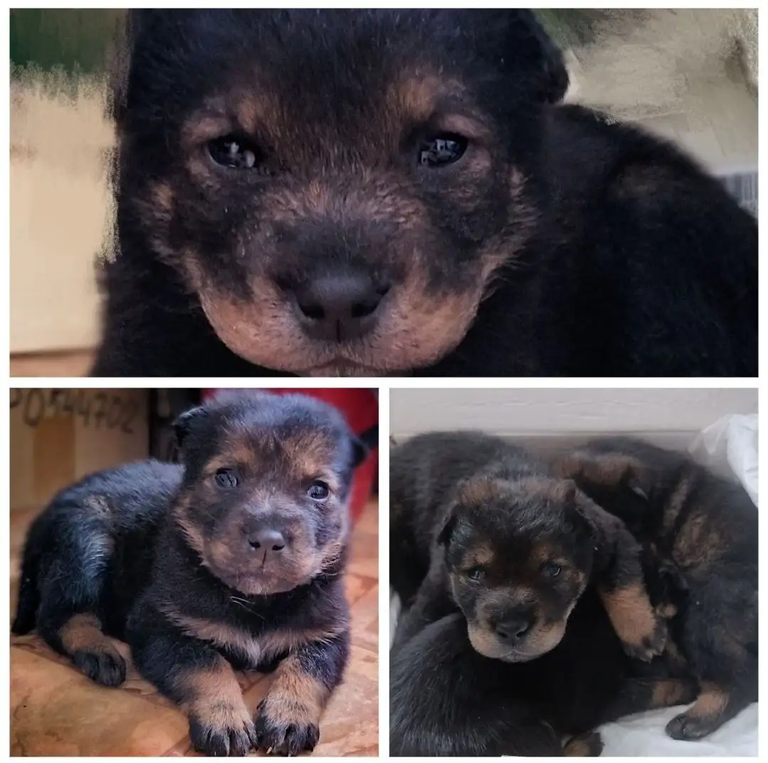 Щенки овчаристого окраса 1 месяц - Собаки (Животные) в Чита