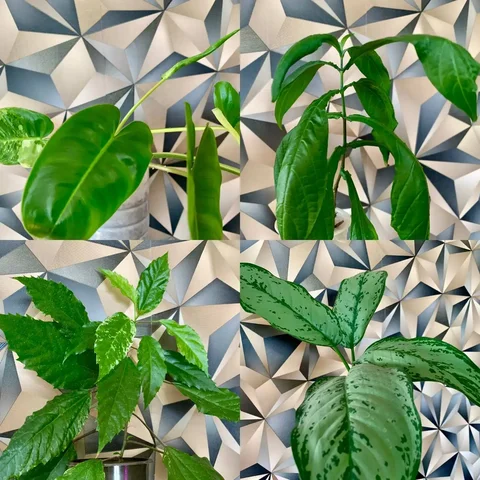 Продажа комнатных растений - Детские товары в Чита