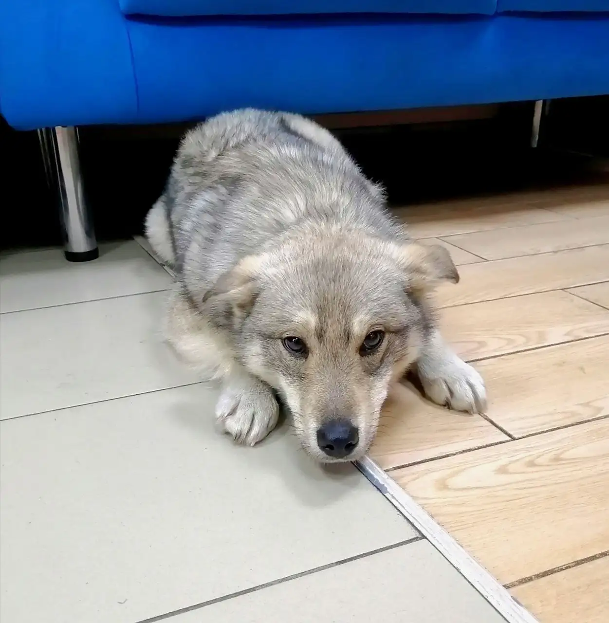 Щенок 6 месяцев для жизни на улице - Собаки (Животные) в Чита