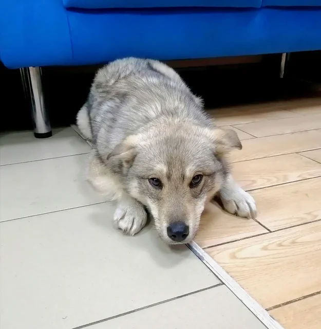 Щенок 6 месяцев для жизни на улице - Животные в Чита