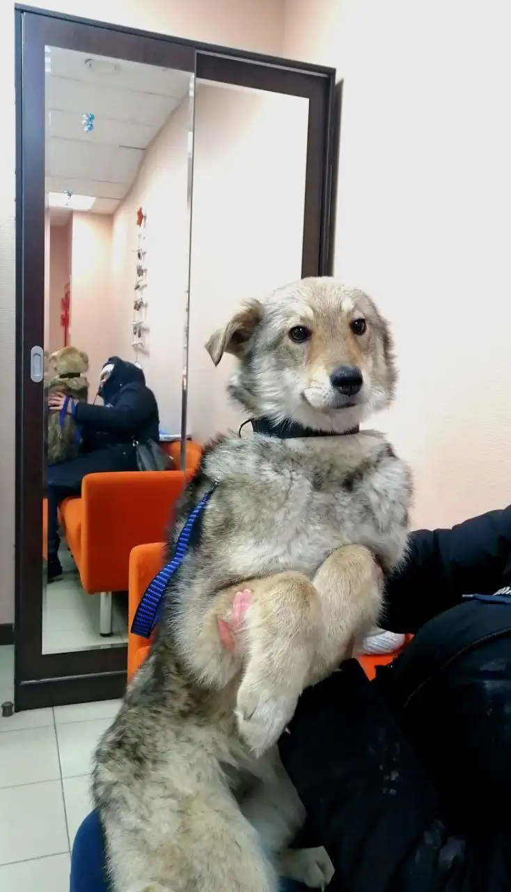 Щенок 6 месяцев для жизни на улице - Собаки (Животные) в Чита