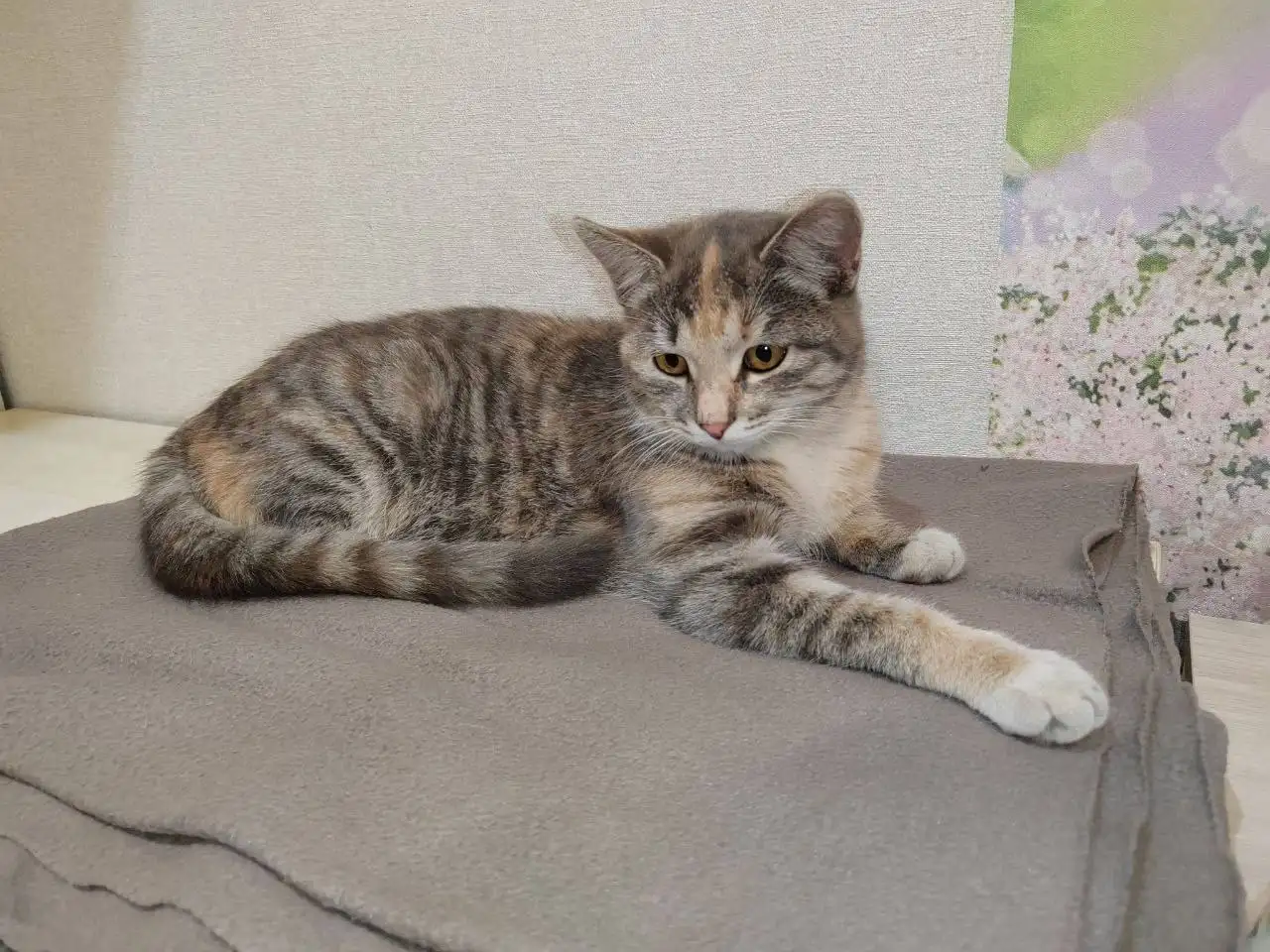 Красивая молодая кошка ищет дом - Кошки (Животные) в Чита