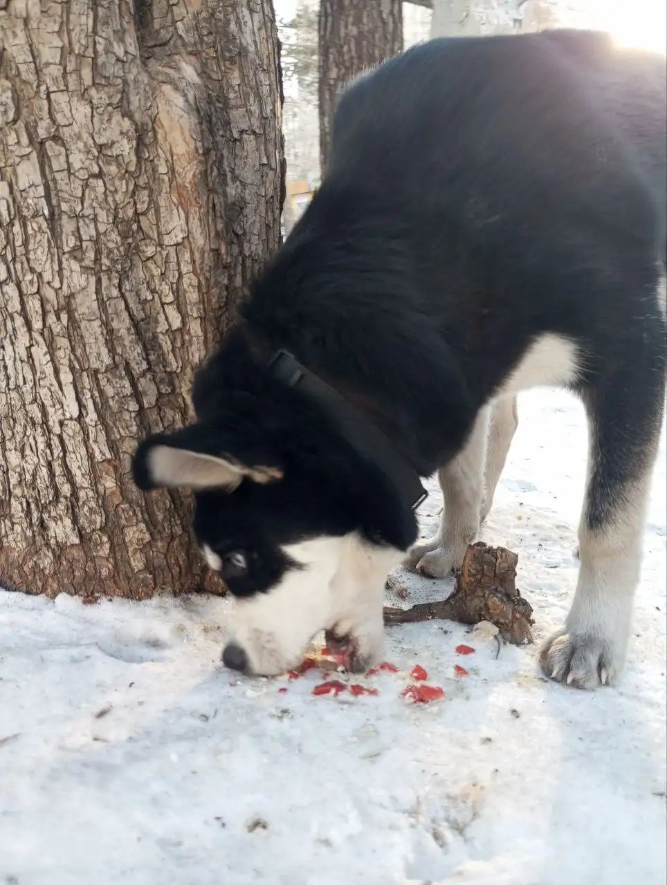 Потерялся питомец в районе мкр Северный - Животные в Чита