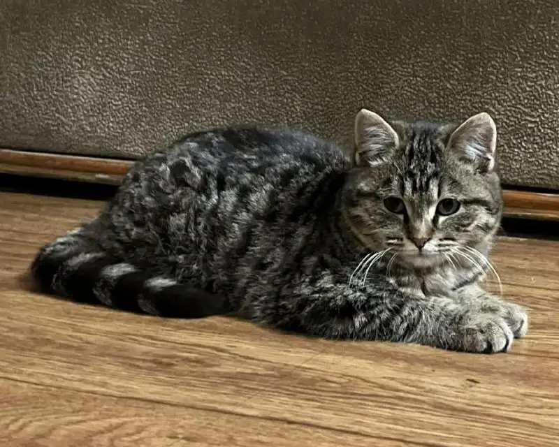 Щенок ищет дом в Чите - Собаки (Животные) в Чита