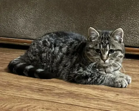 Щенок ищет дом в Чите - частное объявление в Чита