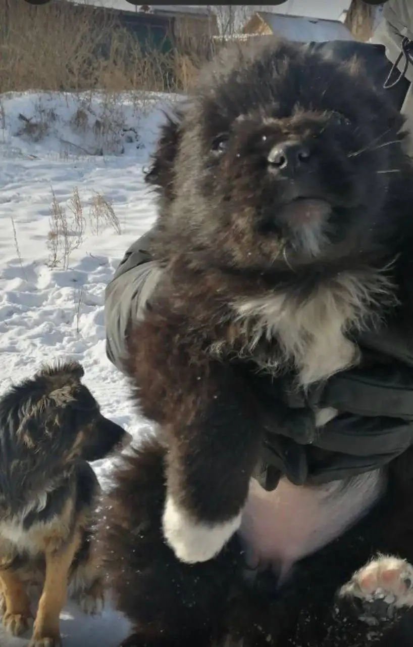 Щенок Машутка ищет дом - Собаки (Животные) в Чита