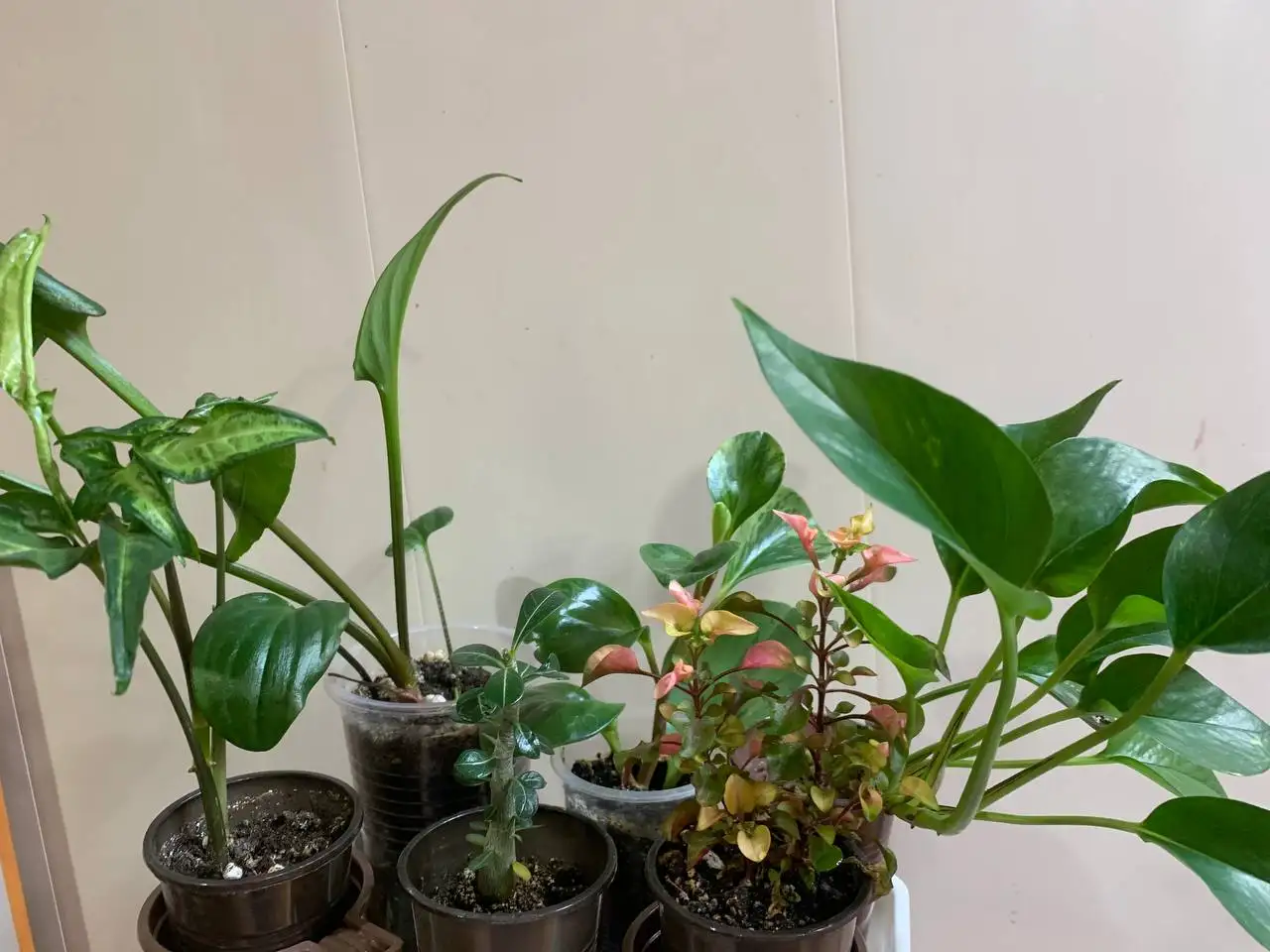 Продажа комнатных растений: дримиопсис, пеперомия, сингониум, адениум, сциндапсус, альтернатера - Комнатные растения (Хобби и отдых) в Чита