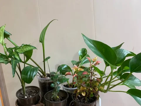 Продажа комнатных растений: дримиопсис, пеперомия, сингониум, адениум, сциндапсус, альтернатера - Кондитерские изделия ручной работы в Чита