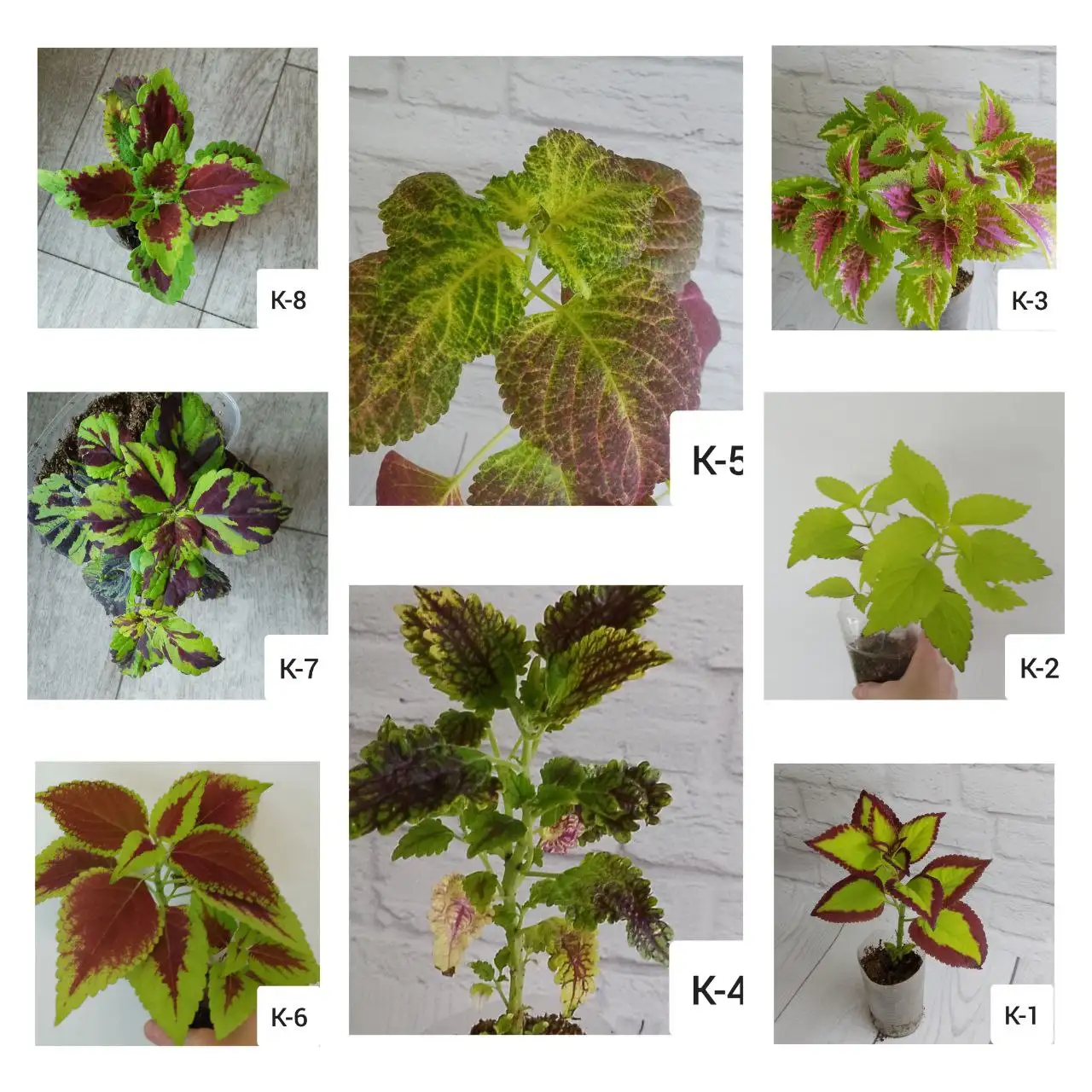 Продам колеусы вегетативные - Растения (Барахолка) в Чита