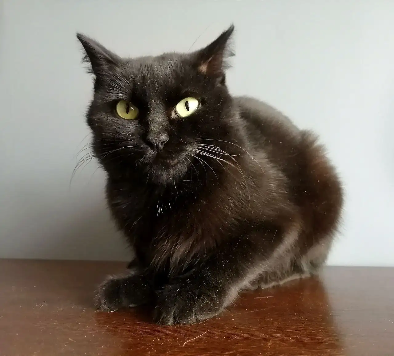 Обнимательная кошка Буся ищет дом - Кошки (Животные) в Чита