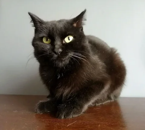 Обнимательная кошка Буся ищет дом - Птица в Чита