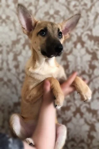 Щенок девочка Жуля 4 месяца с охранными качествами - Птица в Чита