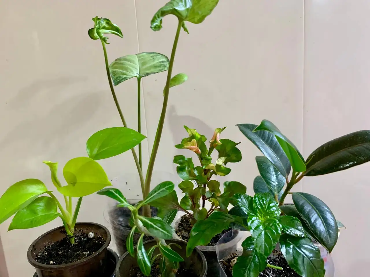 Продажа комнатных растений: 6 видов - Комнатные растения (Хобби и отдых) в Чита