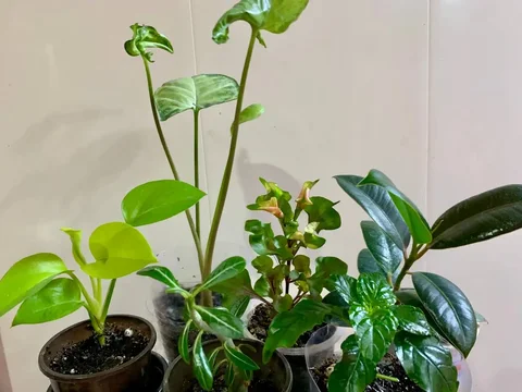 Продажа комнатных растений: 6 видов - Бассейны в Чита