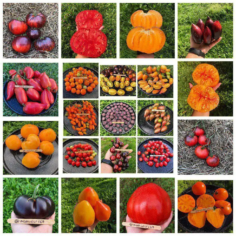 Семена томатов и перца с фиолетовой мякотью - Семена (Барахолка) в Смоленск