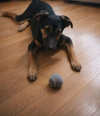 Щенок в дар для семьи - Благотворительность в Чита