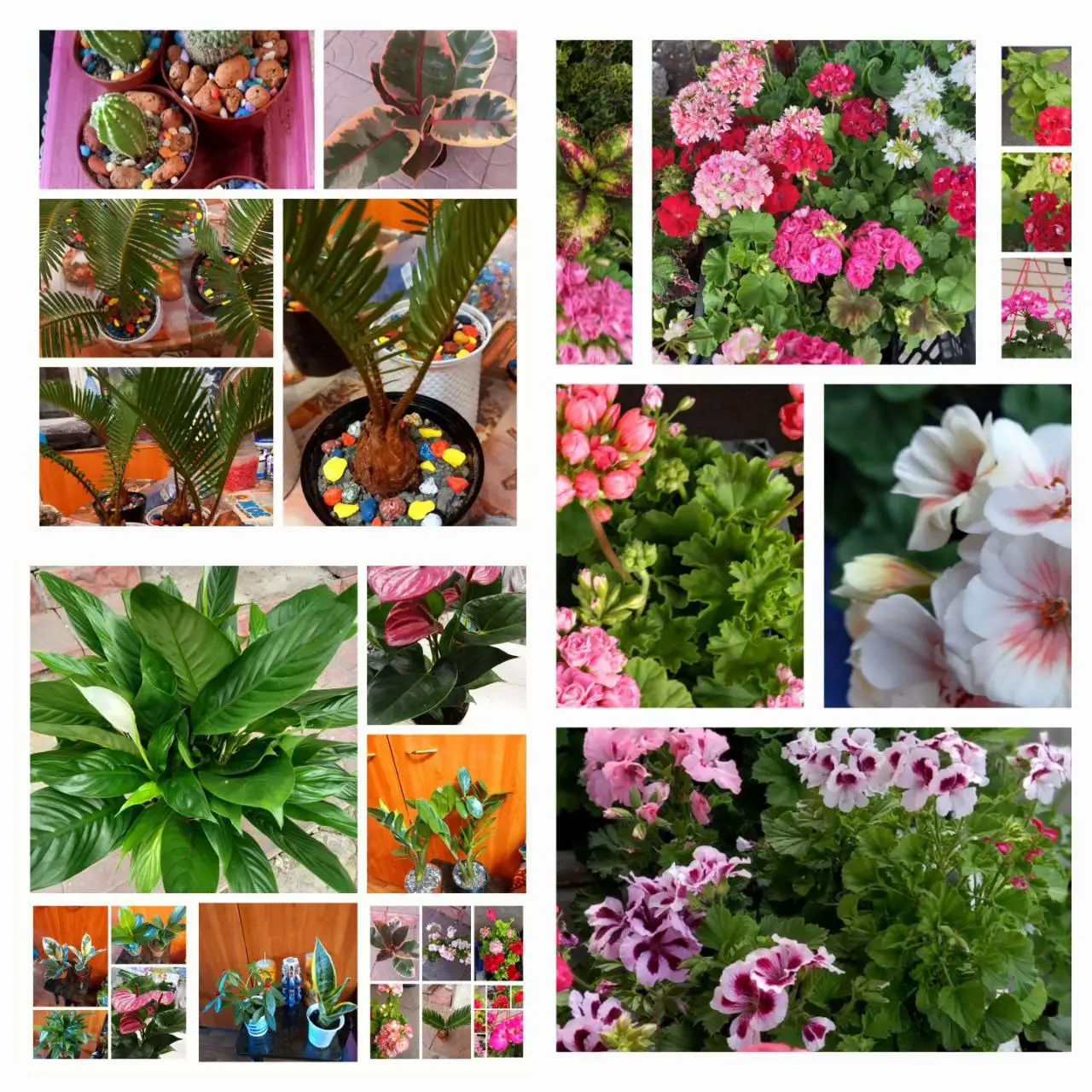 Домашние цветы в Чите - Барахолка в Чита