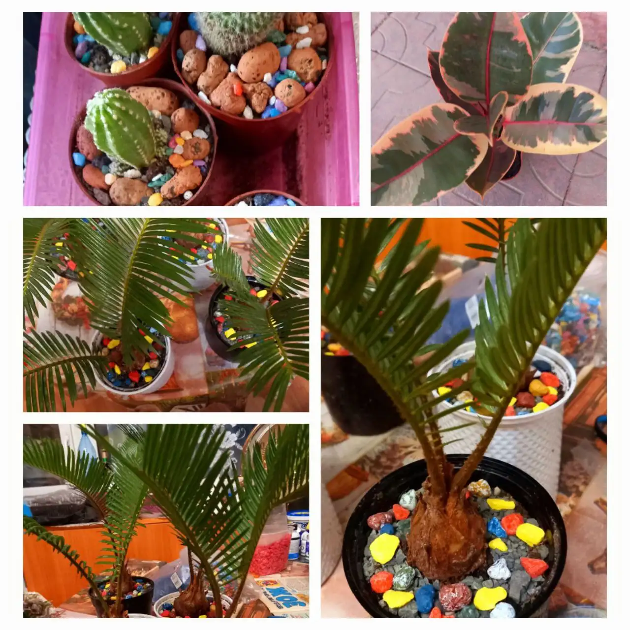 Домашние цветы в Чите - Барахолка в Чита