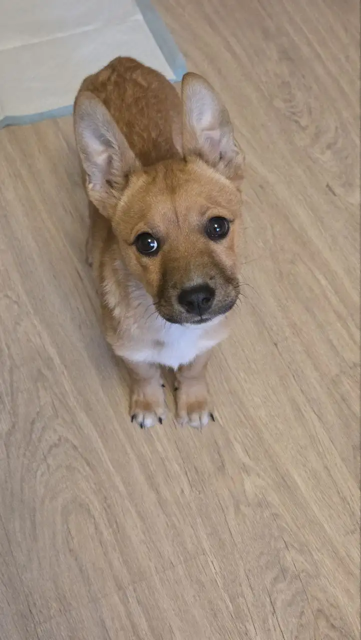 Котенок для дома в Чите - Кошки (Животные) в Чита