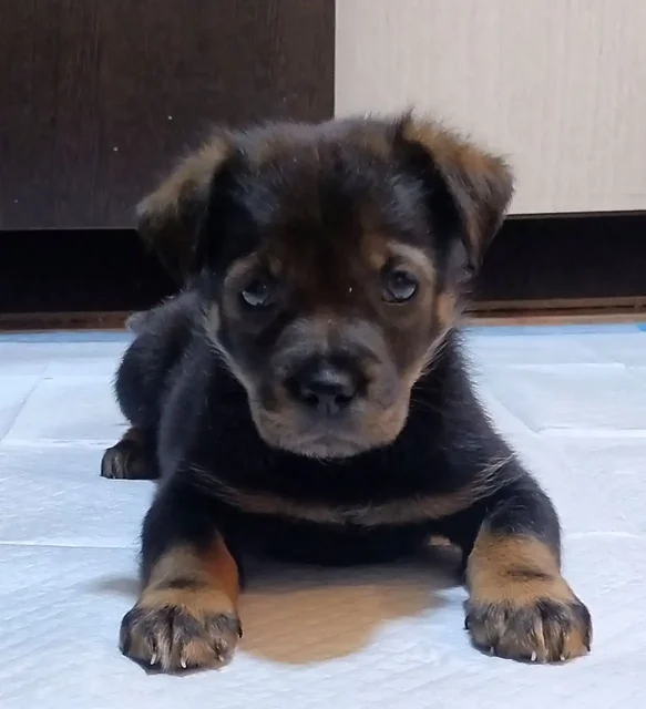 Щенок девочка 1.5 месяца небольшого роста - Благотворительность в Чита