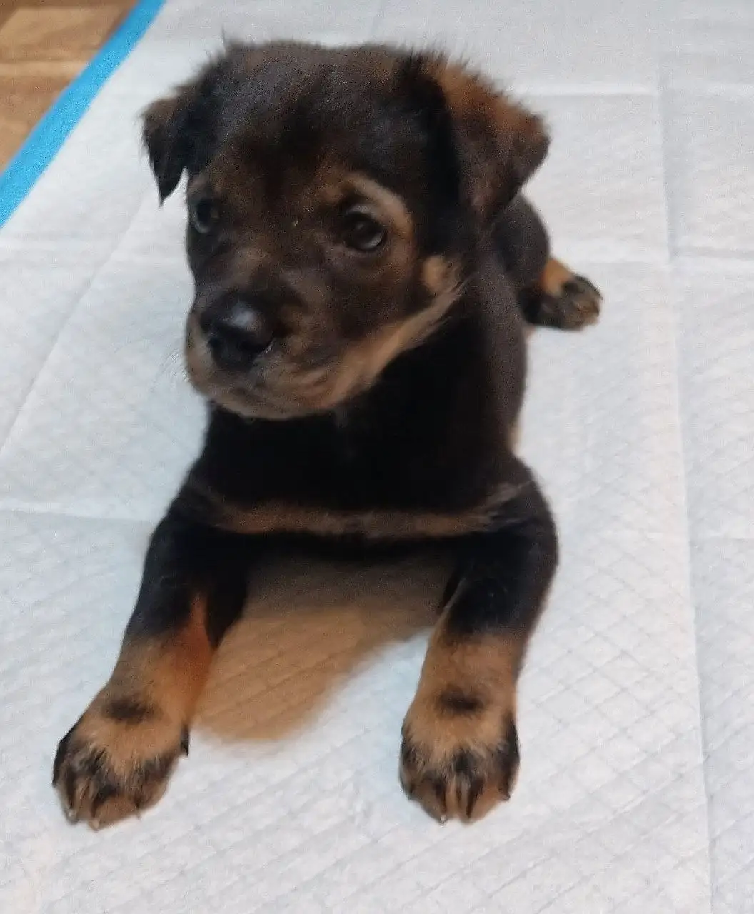 Щенок девочка 1.5 месяца небольшого роста - Собаки (Животные) в Чита