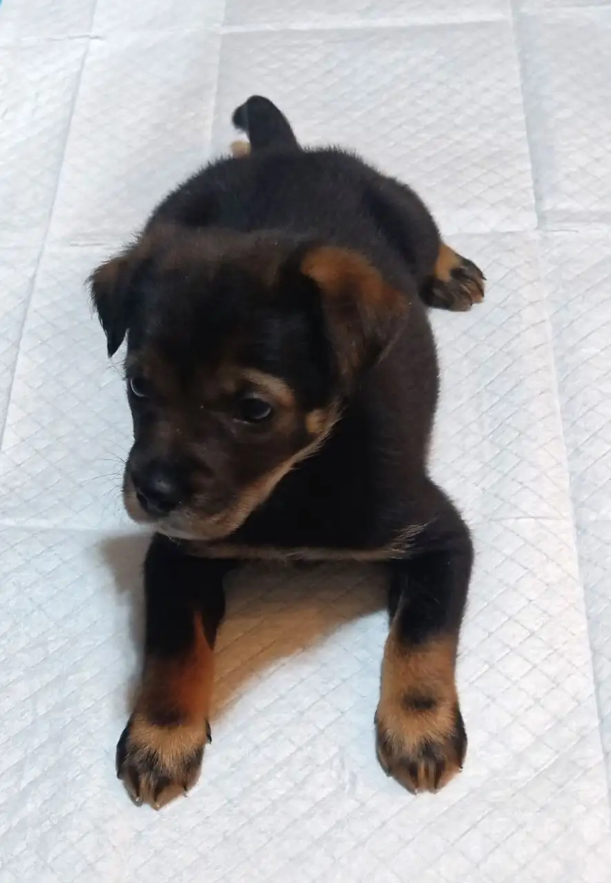 Щенок девочка 1.5 месяца небольшого роста - Собаки (Животные) в Чита