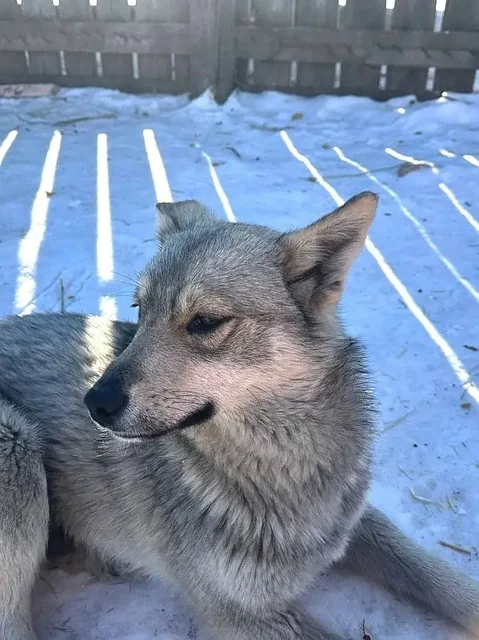 Отдам собаку в дар - Благотворительность в Чита