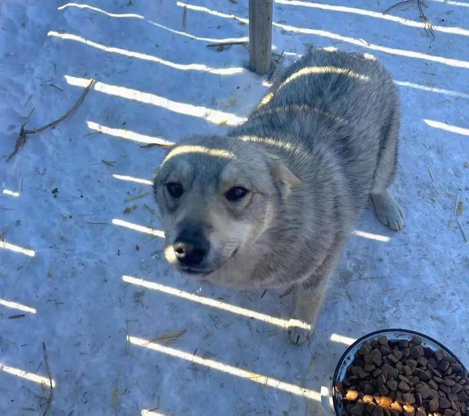 Отдам собаку в дар - Собаки (Животные) в Чита