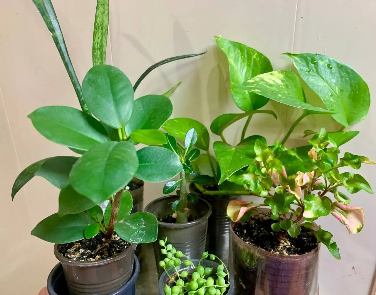 Продажа комнатных растений: 6 видов - Барахолка в Чита