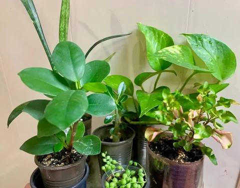 Продажа комнатных растений: 6 видов - Благотворительность в Чита