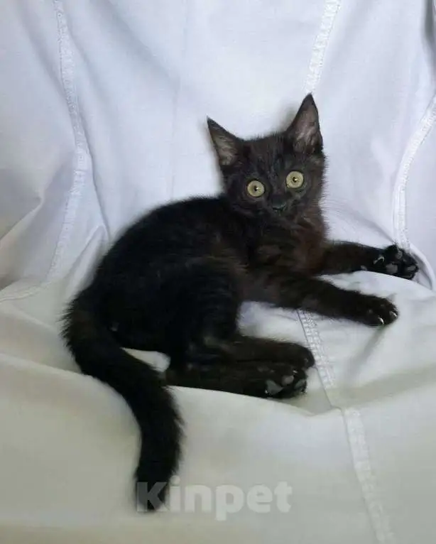 Кошка для пристройства - Кошки (Животные) в Чита