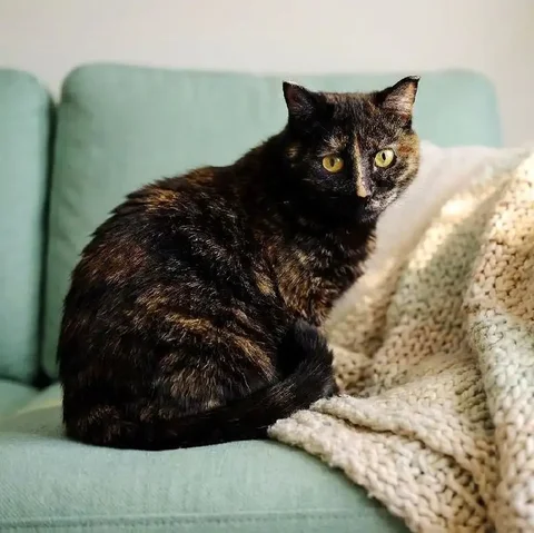 Кошки для дома - Находка/потеря в Чита