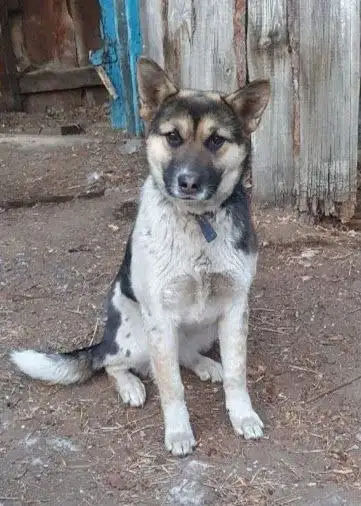 Ищу дом для собаки в Чите - Собаки (Животные) в Чита