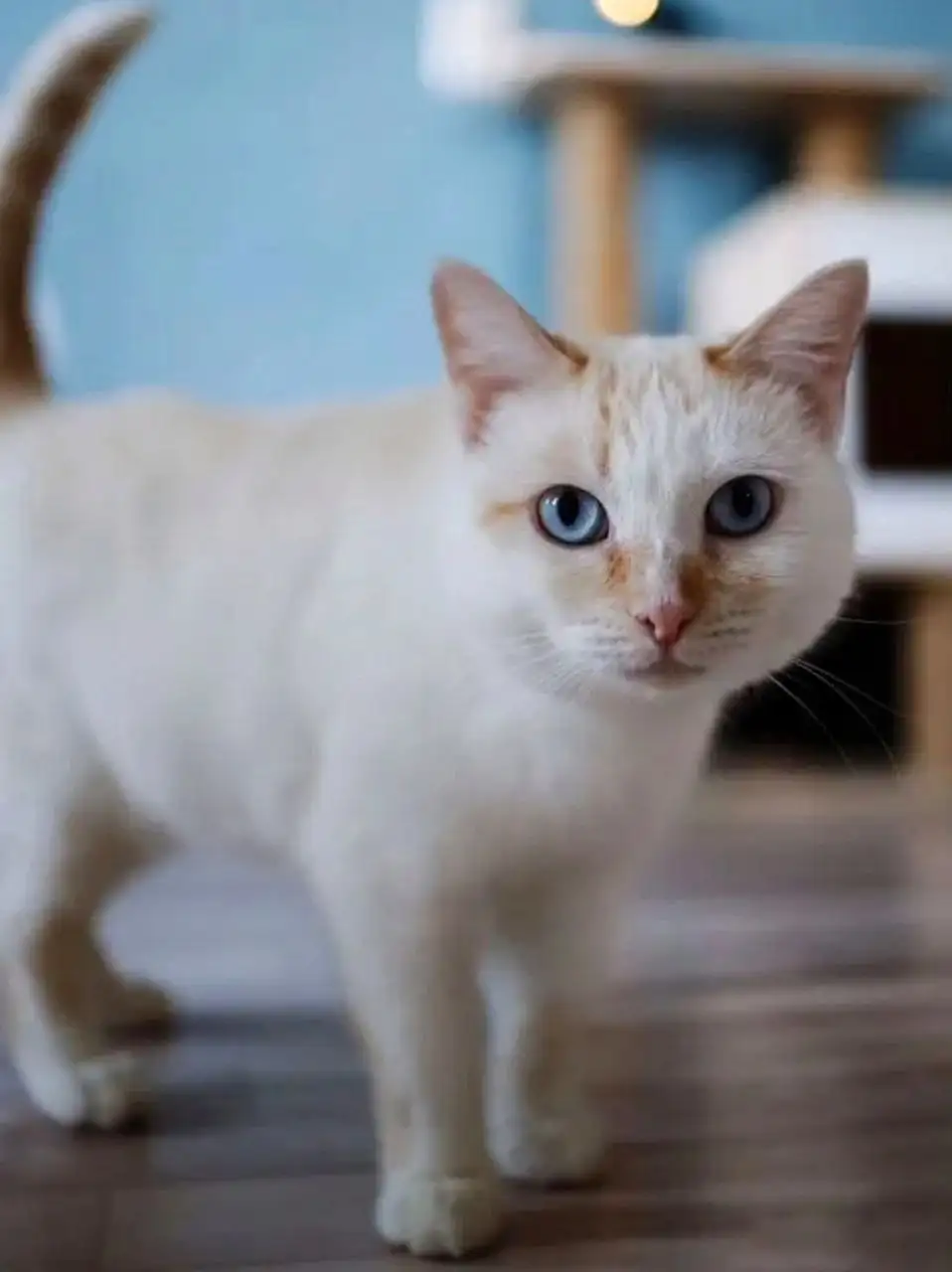 Милка - кошечка ищет дом - Кошки (Животные) в Чита