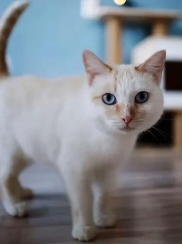 Милка - кошечка ищет дом - Находка/потеря в Чита