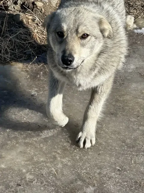 Крупная собака ищет дом - Находка/потеря в Чита