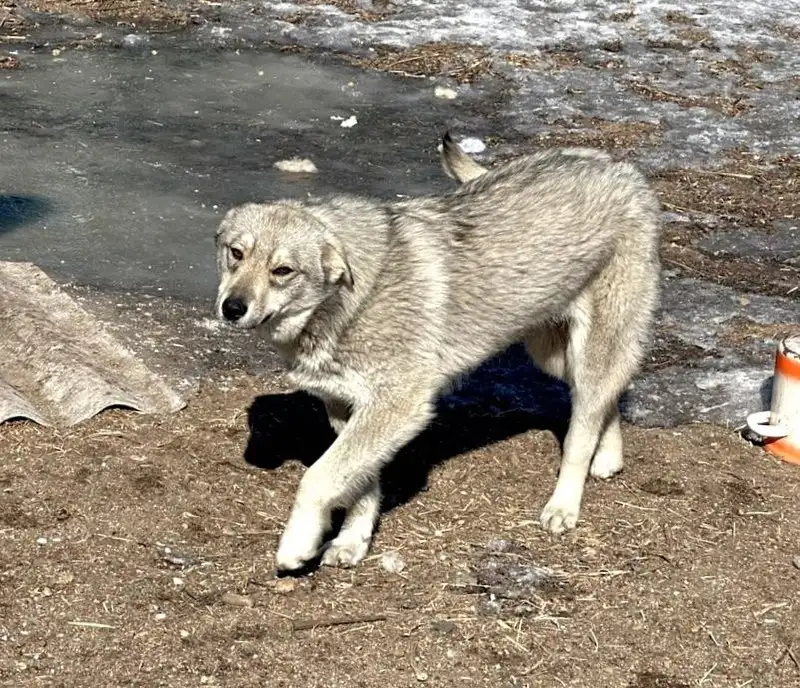 Крупная собака ищет дом - Собаки (Животные) в Чита
