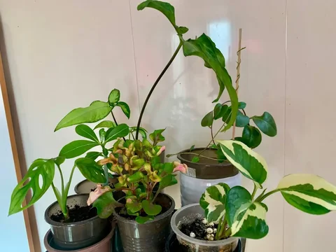 Комнатные растения: монстера, сингониум, альтернатера, эпипремнум, андредера, адениум - Игровые кресла в Чита