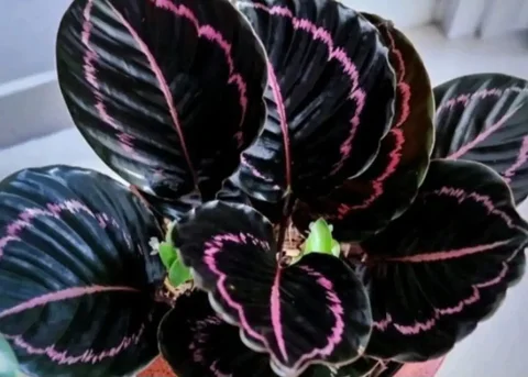 Объявление о цветах - Электротранспорт в Чита