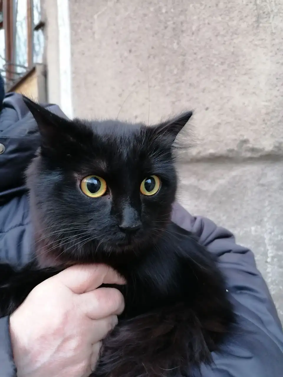 Чёрная пушистая кошечка ищет новых хозяев - Кошки (Животные) в Чита