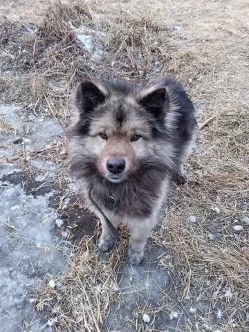 Спасение большого лохматого пса в Чите - Находка/потеря в Чита