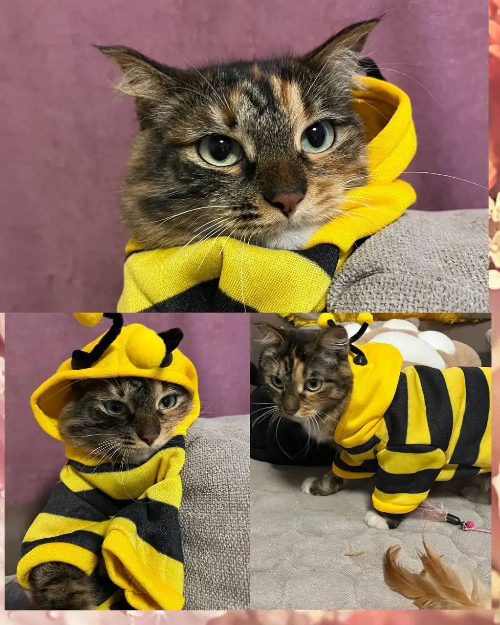 Отдам в надежные руки красивую игривую кошку - Кошки (Животные) в Чита