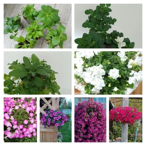 Продажа излишков маточников - Гигиена и косметика в Чита