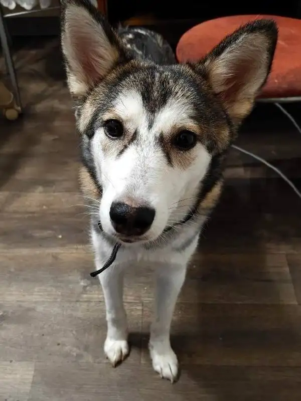 Срочно ищет дом ласковая малышка - Собаки (Животные) в Чита