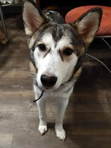 Срочно ищет дом ласковая малышка - Находка/потеря в Чита