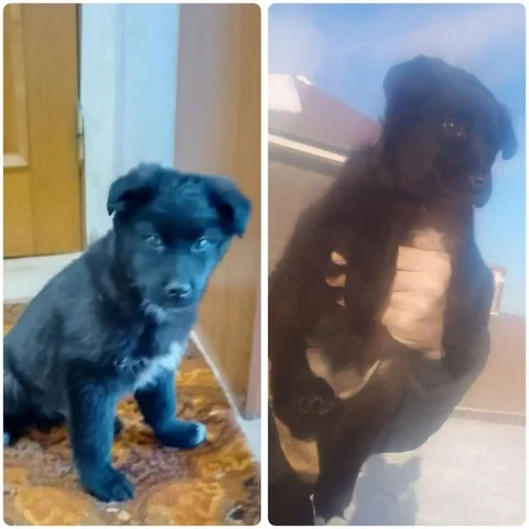 Отдам щенков среднего размера 5 месяцев - Находка/потеря в Чита