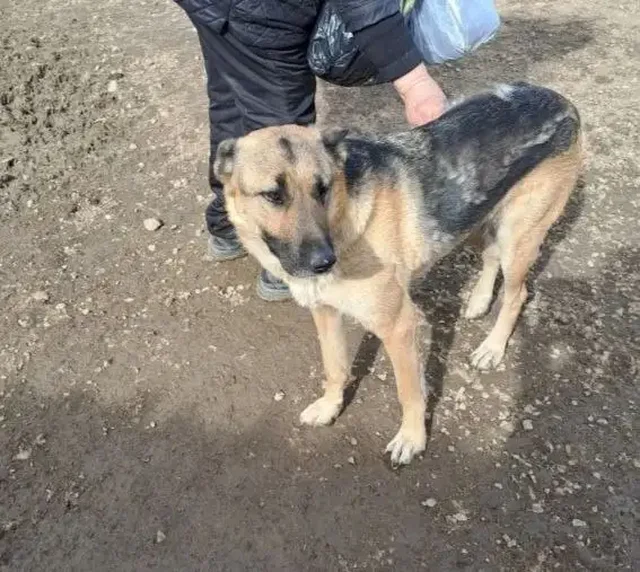 Найдена худая собачка с щенками у кафе на Кутузовском проезде - Гигиена и косметика в Чита